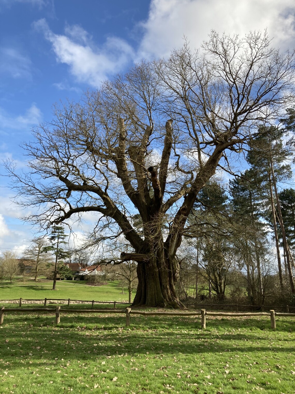 ESSEX TREE