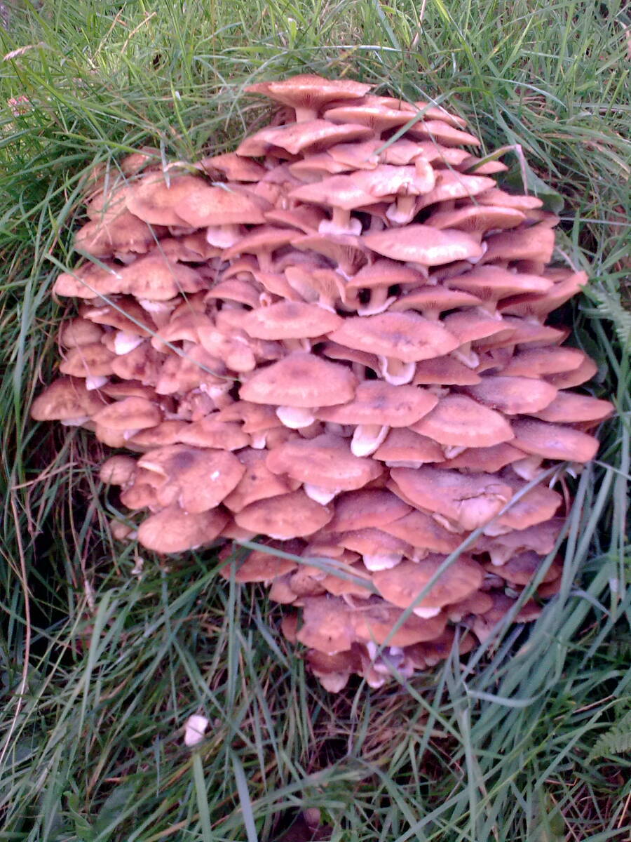 Fungi 1