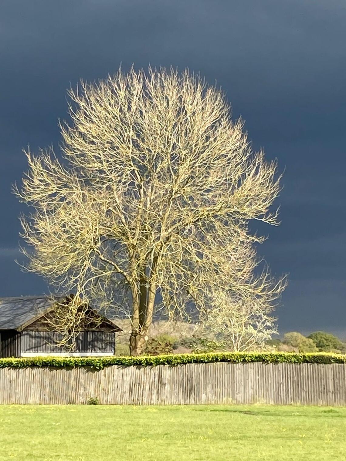 Maplestead tree