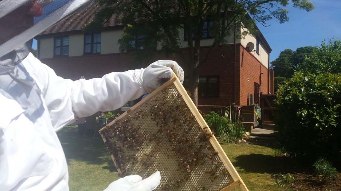 Richard's bees