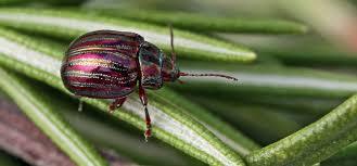 Rosemary beetle