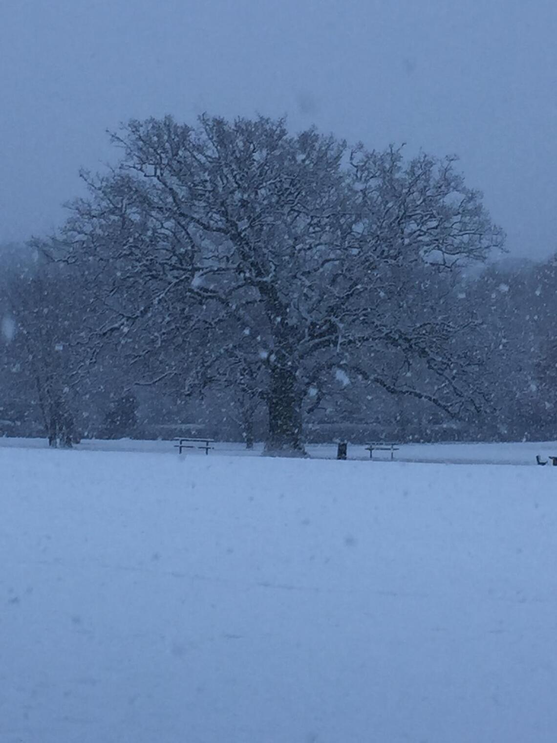 Winter Tree